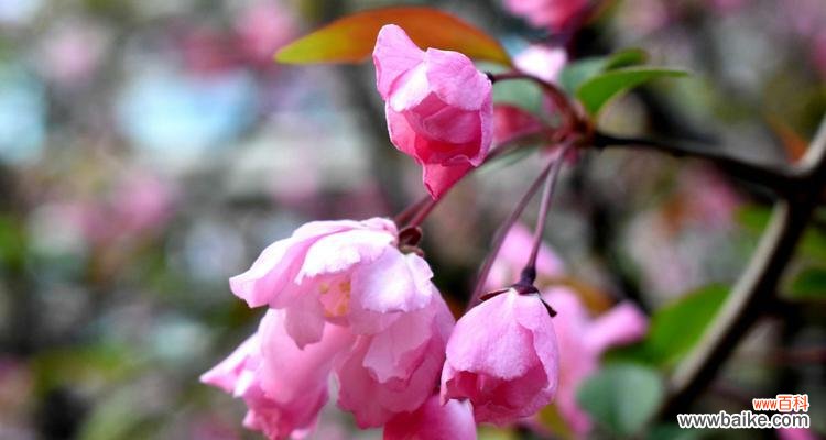 探寻四季海棠花的四季之美与人生哲理 四季海棠花的花语与魅力
