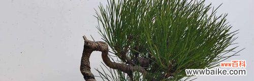 深入解读黄山松的文化寓意 黄山松的象征意义