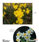 探寻黄水仙花语的深刻内涵与象征意义 黄水仙花语