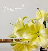 揭示黄天霸百合花的浪漫和神秘 黄天霸百合花的花语