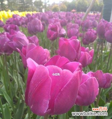 以花语揭示黄郁金香的美丽与祝福 黄郁金香花语