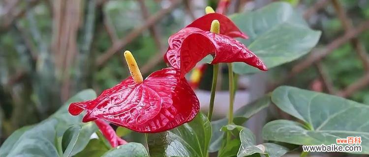 火鹤花的生命之舞与美丽的象征 以火鹤花象征着的代表寓意