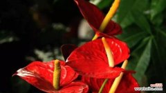 追寻和平与自由的精神使者 火鹤花语