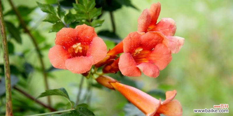 探索火花兰花的多重含义 火花兰花语