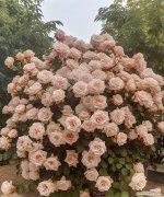 曼卡玫瑰的花语是什么？曼卡玫瑰花语有何特别含义？