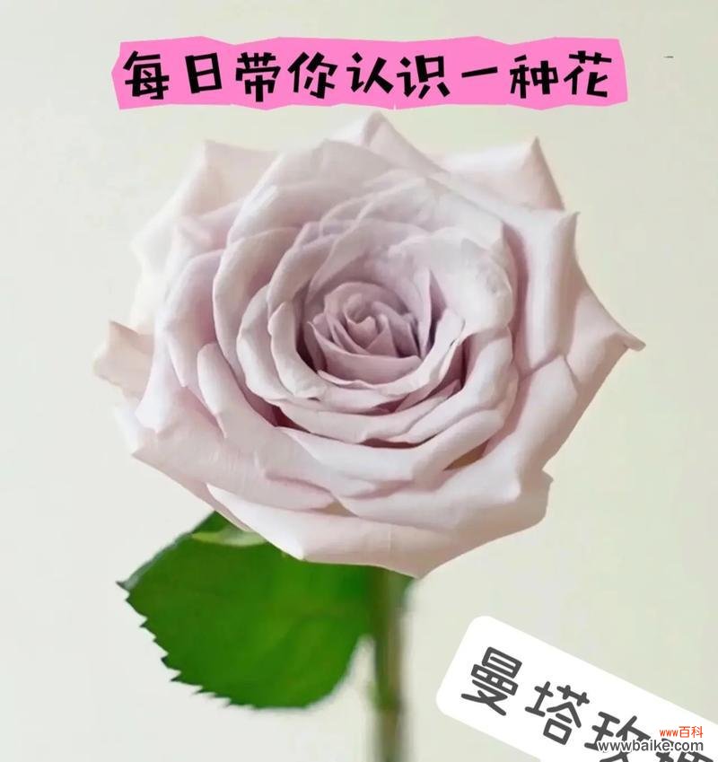 曼卡玫瑰的花语是什么？曼卡玫瑰花语有何特别含义？