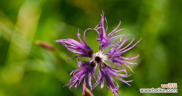 哪种花的花语象征破茧重生?