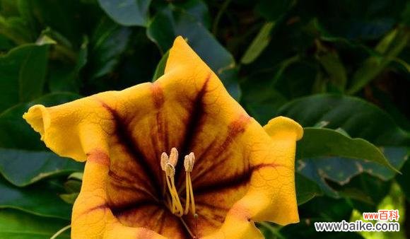 哪种花的花语象征破茧重生?