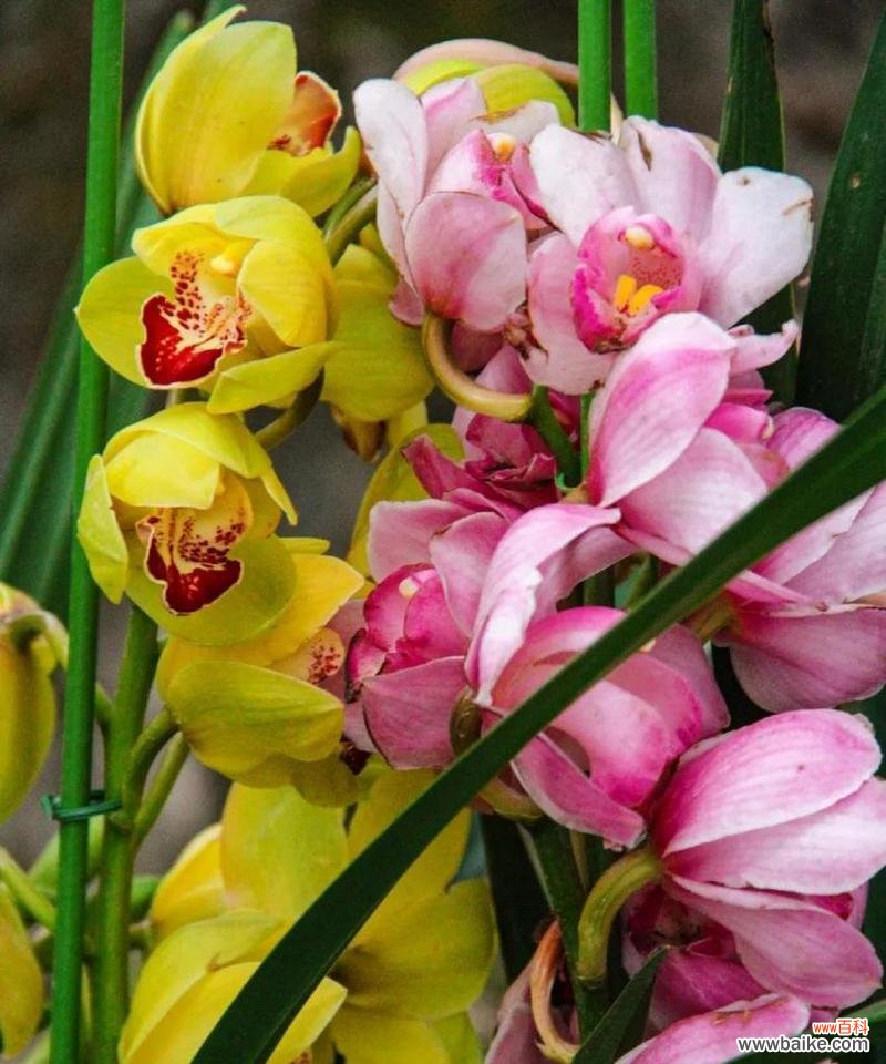 关于蕙兰的花语是什么意思?它象征着什么?