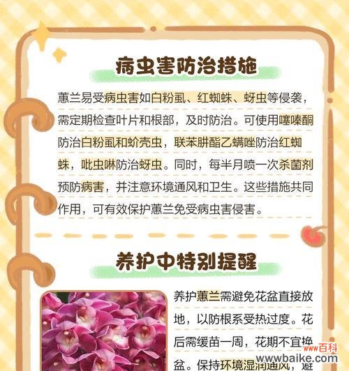 关于蕙兰的花语是什么意思?它象征着什么?