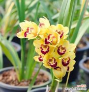 关于蕙兰的花语是什么意思？它象征着什么？