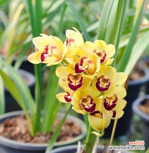 关于蕙兰的花语是什么意思?它象征着什么?