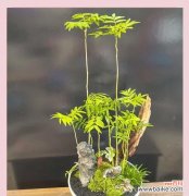 无患子树的花语是什么？它有什么特别的含义吗？