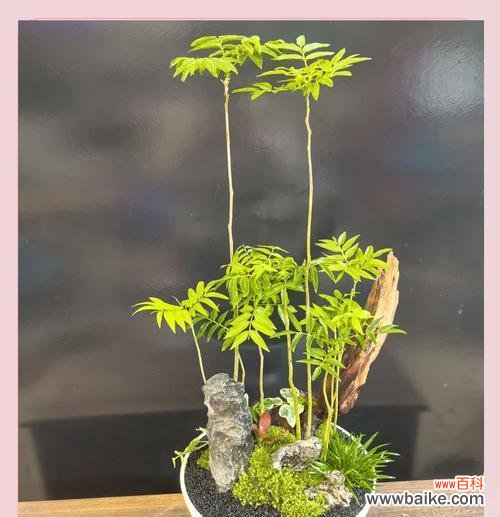 无患子树的花语是什么？它有什么特别的含义吗？