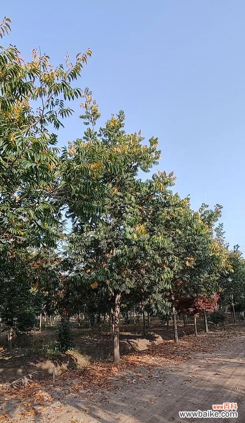 无患子树的花语是什么？它有什么特别的含义吗？