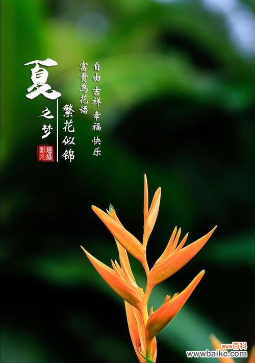 热情、友善、好客这些特质在花语中如何表达？