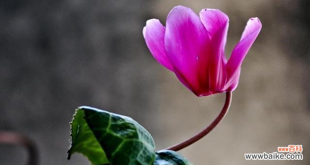 热情、友善、好客这些特质在花语中如何表达？