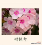 热情、友善、好客这些特质在花语中如何表达？