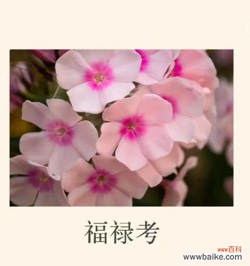 热情、友善、好客这些特质在花语中如何表达？