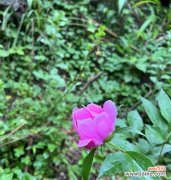 芍药花蕾的花语是什么意思？芍药花蕾代表了什么？