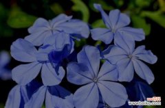 送给雪花的花语是什么意思？雪花花语代表了什么？