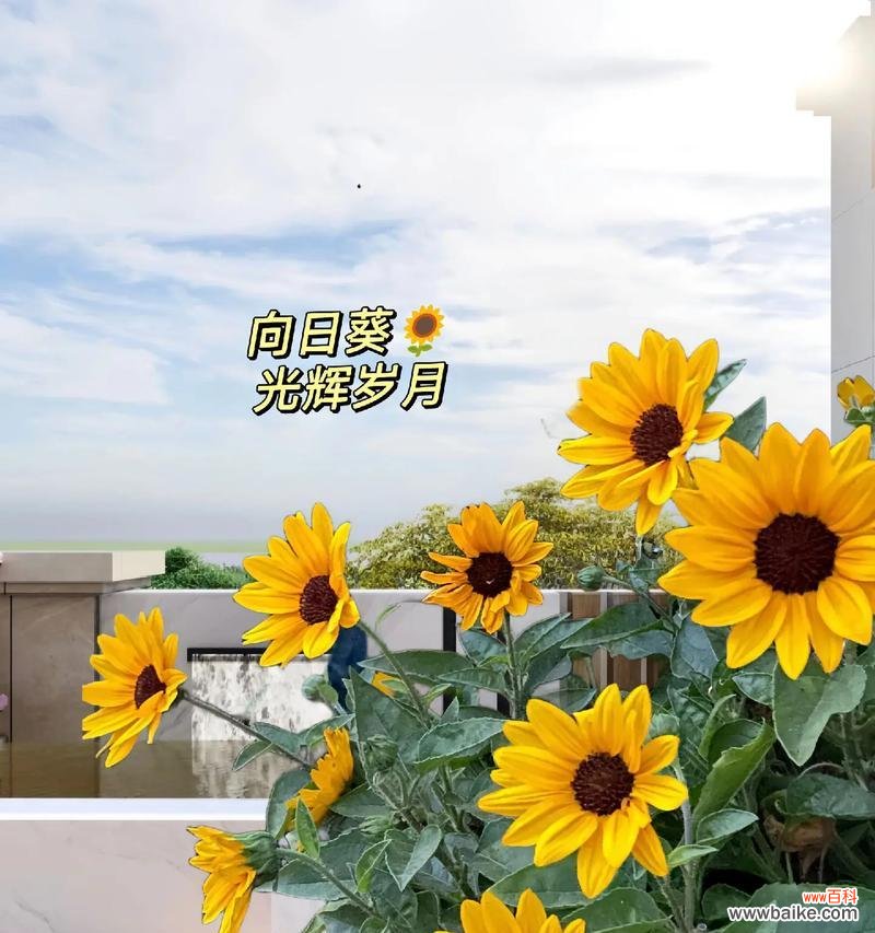 意大利向日葵花语有何特殊含义？意大利向日葵的花语代表什么？