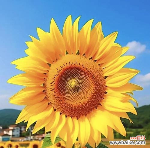 意大利向日葵花语有何特殊含义？意大利向日葵的花语代表什么？