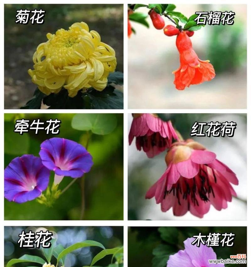 哪种花的花语表示男生喜欢女生？