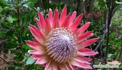 牡丹花下死的花语是什么？这种花语有何特别之处？