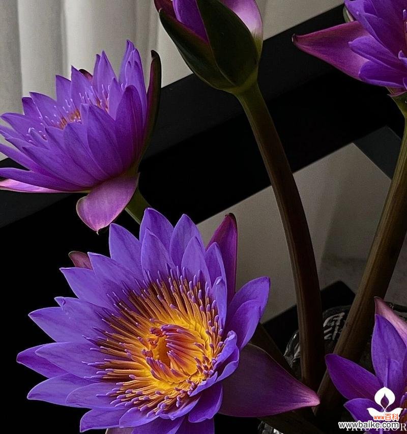 睡莲的喻意和花语是什么?它传递了哪些信息?