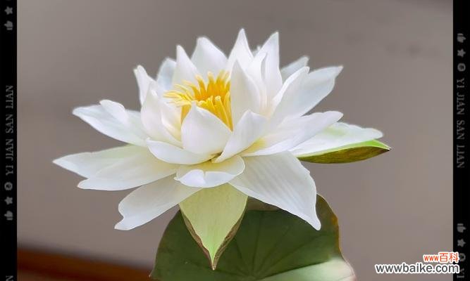 睡莲的喻意和花语是什么?它传递了哪些信息?