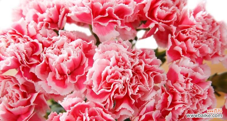 寓意康复的花的花语是什么?哪种花象征着康复和希望?