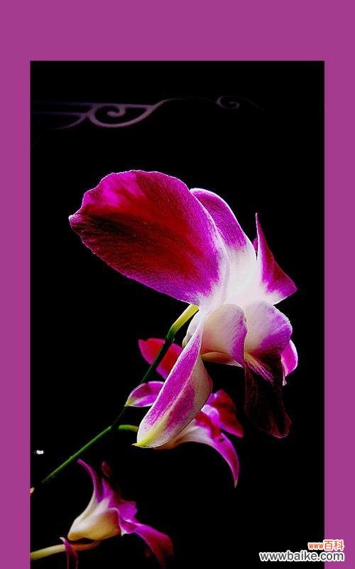 幽兰的花语传达了怎样的情感?