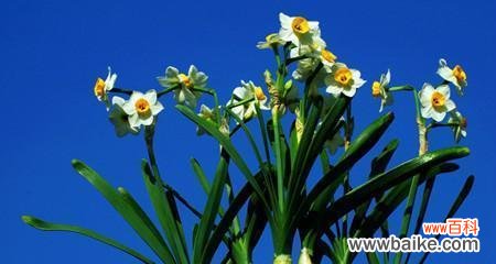 传递祝福与美好，表达真挚情感 送水仙花的寓意是什么