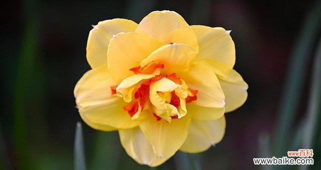 传递祝福与美好，表达真挚情感 送水仙花的寓意是什么