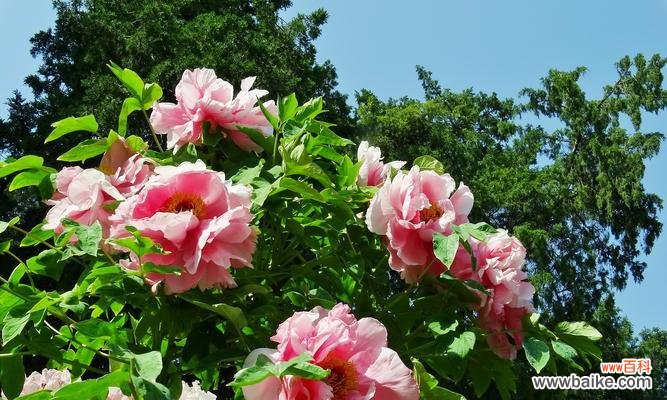 揭示黄牡丹花的美丽与隐含的意义 黄牡丹花的寓意与象征意义