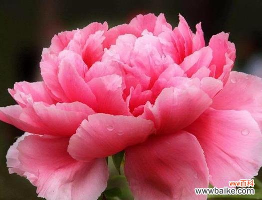 揭示黄牡丹花的美丽与隐含的意义 黄牡丹花的寓意与象征意义