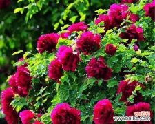 揭示黄牡丹花的美丽与隐含的意义 黄牡丹花的寓意与象征意义