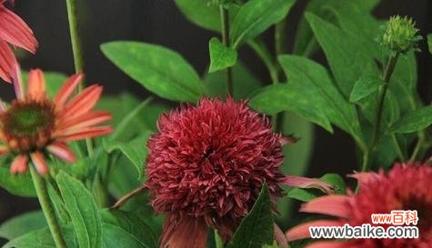 用一朵松果菊解读无言的表达 松果菊花语及其寓意的探究