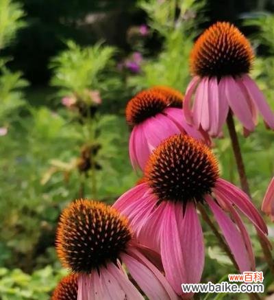 用一朵松果菊解读无言的表达 松果菊花语及其寓意的探究