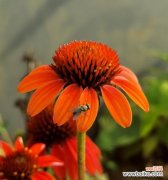 用一朵松果菊解读无言的表达 松果菊花语及其寓意的探究