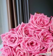 探寻泰姬玫瑰花语，解读花朵背后的含义 泰姬玫瑰花语