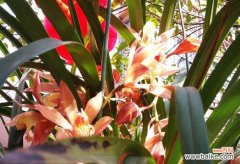 解读兰花花语，洞悉情感的语言艺术 兰花花语之美