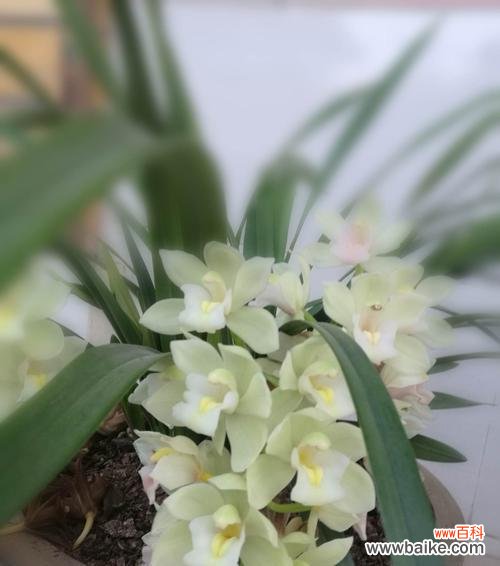 解读兰花花语，洞悉情感的语言艺术 兰花花语之美