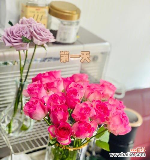 浪漫花卉中的仙境，玫瑰的魅力与传说 糖果雪山玫瑰