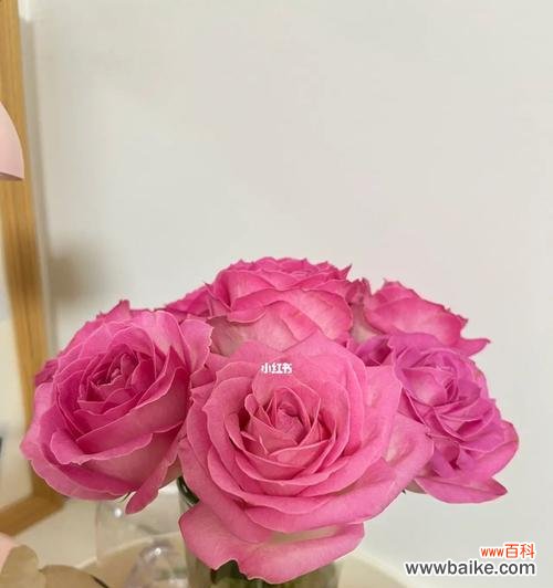 浪漫花卉中的仙境，玫瑰的魅力与传说 糖果雪山玫瑰