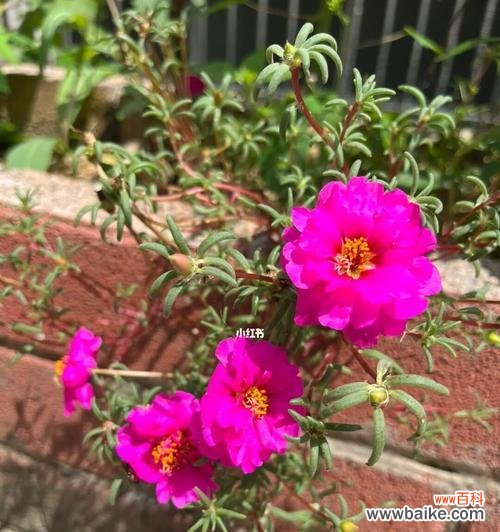 探寻以太阳花的特性和花语 以太阳花