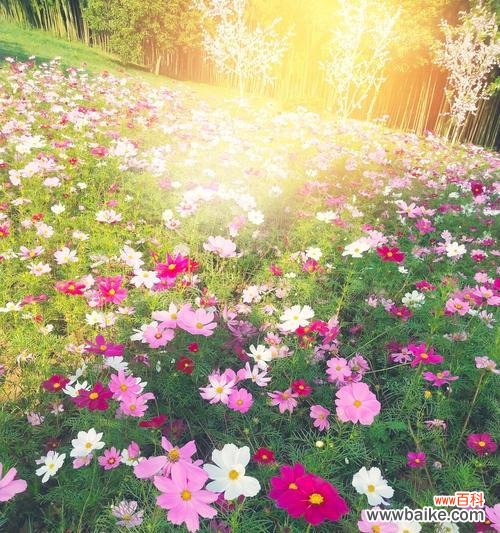 探寻以太阳花的特性和花语 以太阳花