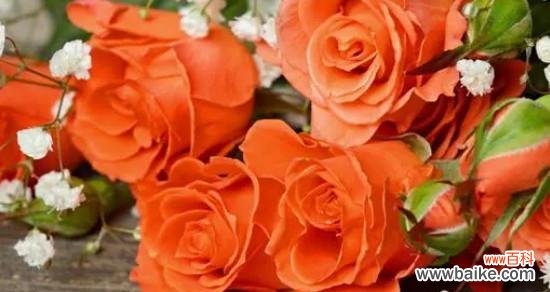 向伟大之爱致敬，泰姬玫瑰传递的情感语言 泰姬玫瑰花语