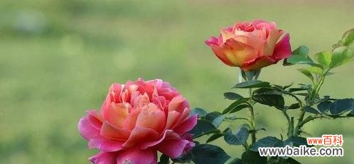 以藤本月季为主题,揭示其花语与魅力 藤本月季花语